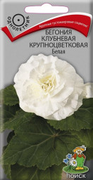 Бегония клубневая крупноцветковая Белая Поиск